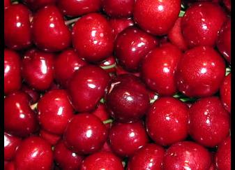 Cirera Lapins