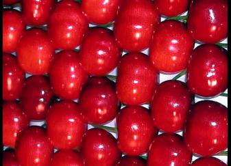 Cirera Satin